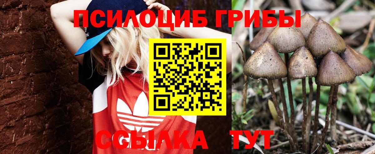 Галлюциногенные грибы Cubensis Киселёвск