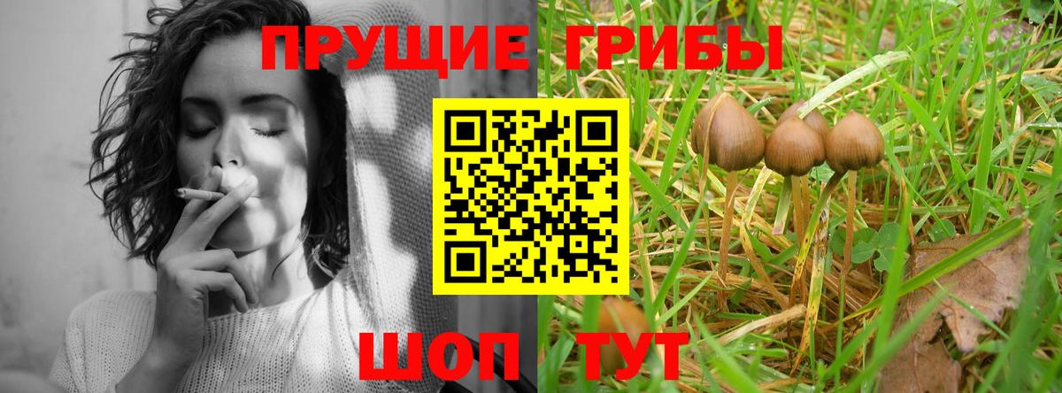 Псилоцибиновые грибы MAGIC MUSHROOMS  Вход с VPN  Киселёвск  Галлюциногенные грибы Psilocybine cubensis 